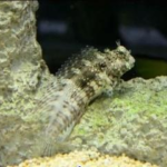Two spot goby