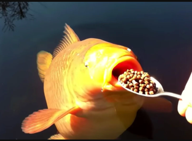 koi feeding