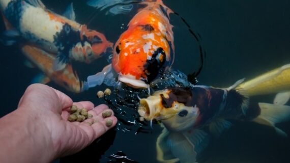 Homemade Koi Food Recipes for the Better Koi Optimum Growth