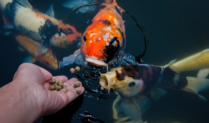 koi food