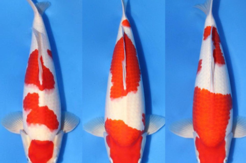 kohaku koi