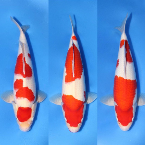 koi healthy