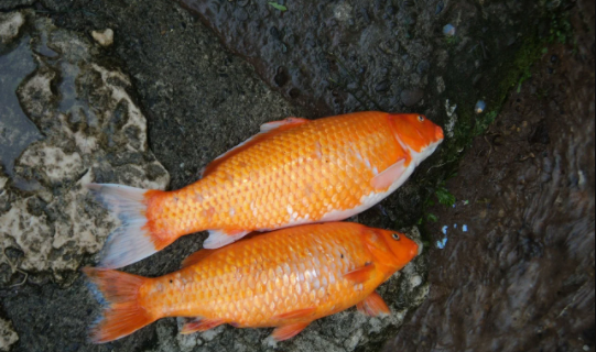 Knowing and Understanding Best Koi Food for the Better Growth and Vibrant Koi